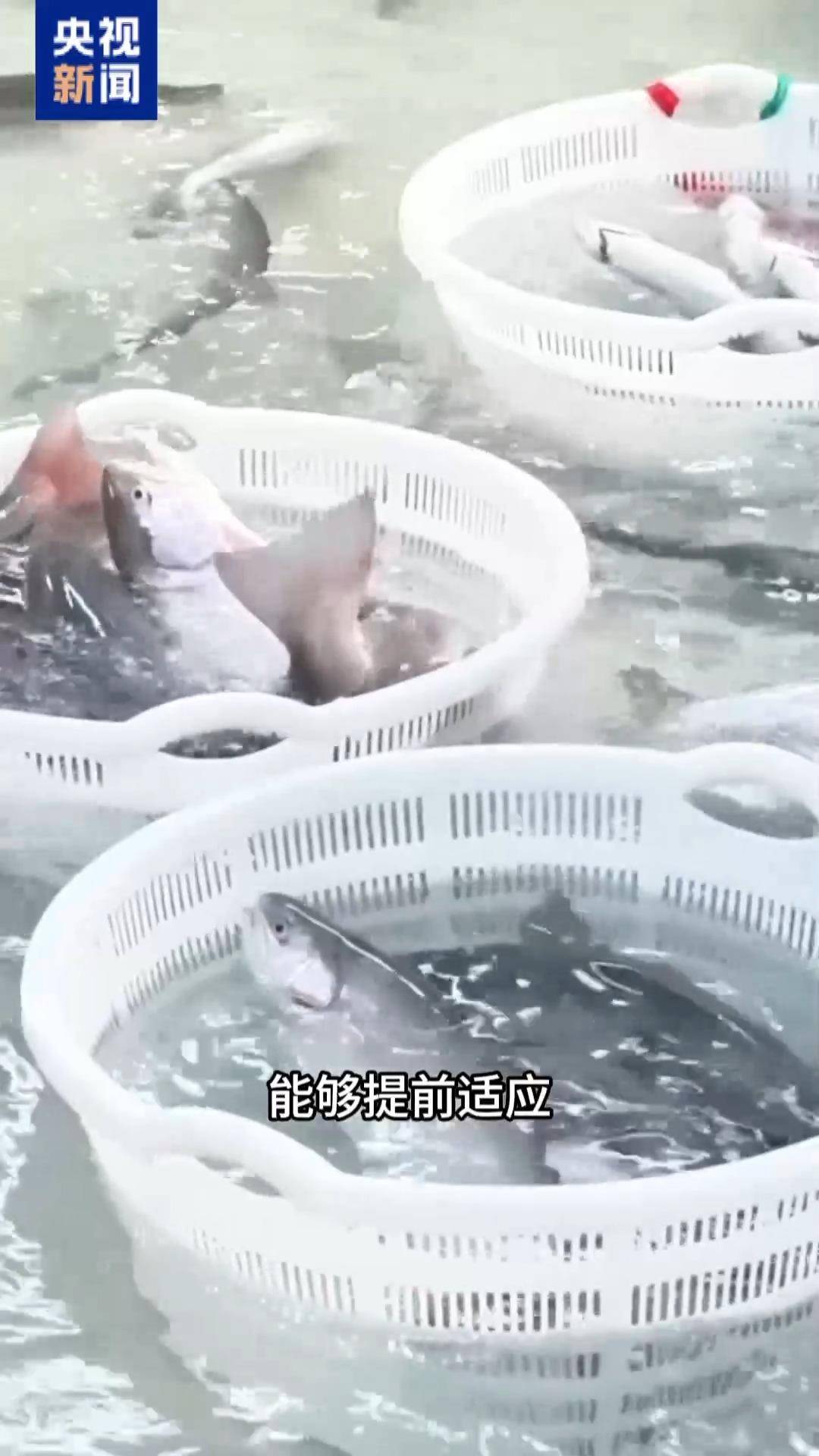 “十五五”開好局 起好步丨三文魚也要“搬家” 陸海接力養(yǎng)殖助力“藍色糧倉”